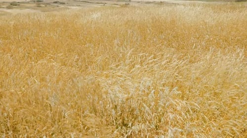 Der Wind bewegt Graspflanzen auf einem landwirtschaftlichen Feld in einem fruchtbaren spanischen Gebirgstal