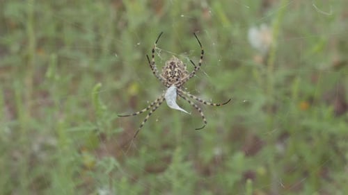 Spider se senta em uma teia. Aranha da Criméia Argiope Lobate. Spider armazena alimentos.