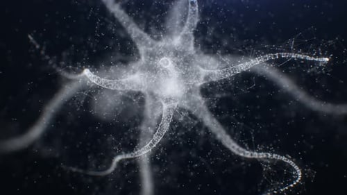 4K Plexus-Zelle