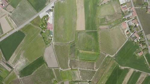 Vue aérienne de Green Vineyards 13
