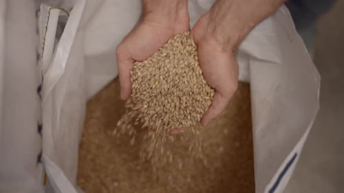 Hands Sifting Grain Inside a Large Sack
