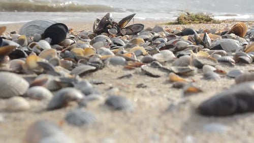 Shells 24