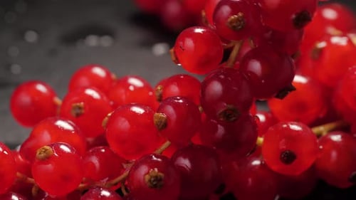 Red Currants Berry in Studio Macro Close Up Shot, Fresh Garden Berries Redcurrants