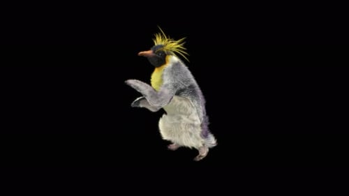 Penguin Dancing 4K