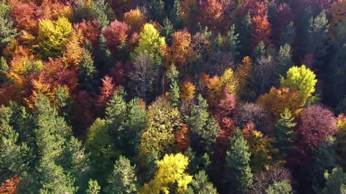 Aerial View of Colorful Autumn Forest Canopy