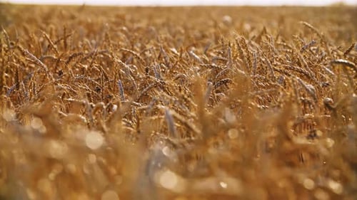 Wheat Field and Blue Sky. Creative Abstract Agriculture, Farming and Harvesting Concept. (UHD)