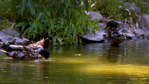 Animal pato em um lago