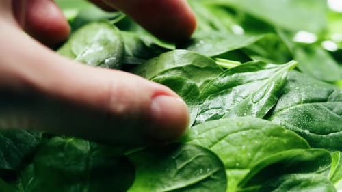 Fresh Green Spinach Leaves Close Up