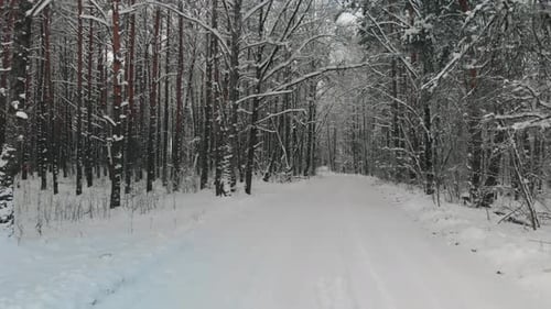 Snowcovered Road in the Winter Forest
