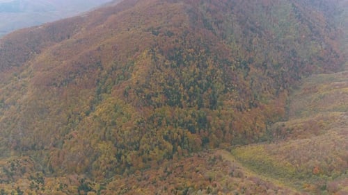 Floresta búlgara no outono com árvores coloridas