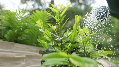 Watering in the Garden 26