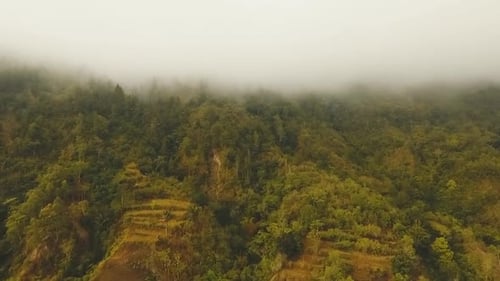 Regenwald in Wolke | Bali, Indonesien