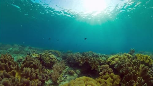 The Underwater World of a Coral Reef