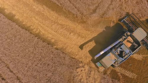Combine Harvester Working in Wheat Field Aerial View