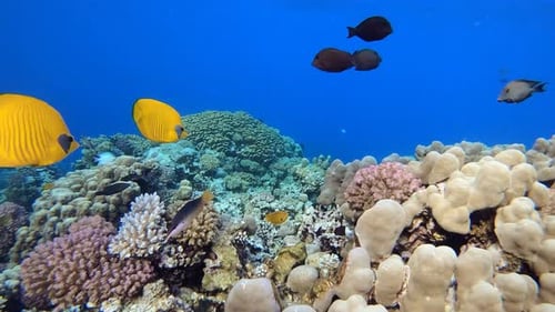 Undersea Life