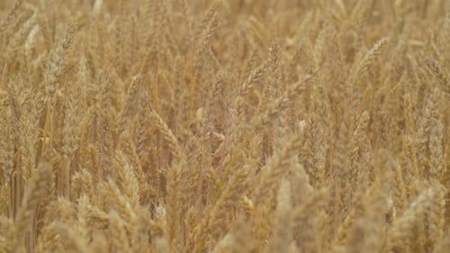Field of wheat