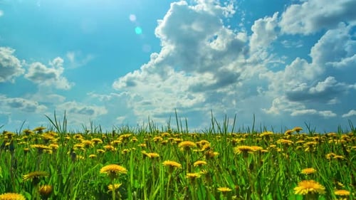 Campo primaveral de dientes de león