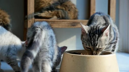 Kittens Eating Food from Bowl in Sunny Home
