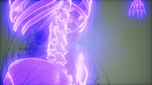 Cuerpo humano transparente con huesos visibles
