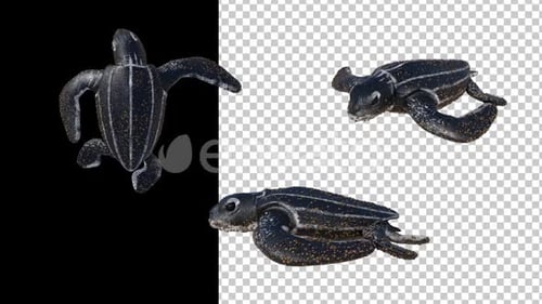 Realistic 3D Animated Baby Sea Turtles Swimming with Alpha Channel