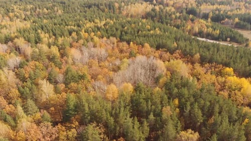 Autumn Forest