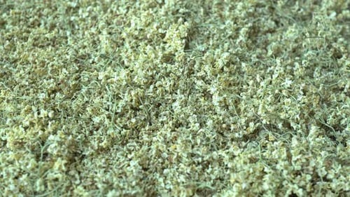 Rotation Elderberry Herbal