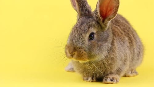 Adorable Grey-Brown Rabbit on Yellow Background