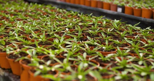 Young Plants Growing in Small Brown Pots