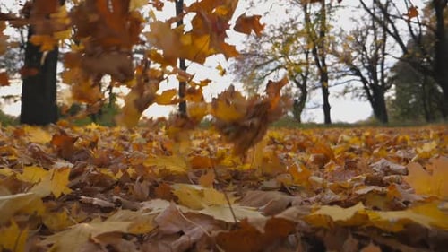 Close Up of Yellow Autumn Foliage Falling on Ground in Empty Forest