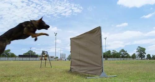 Agile Dog Leaps Over Barrier in Rural Field