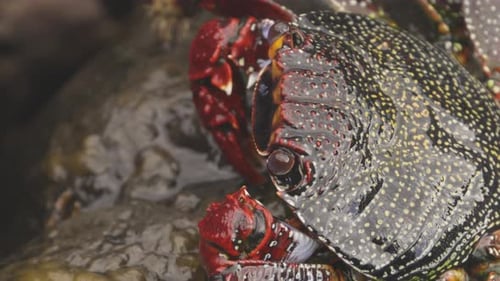 Close Up of Red Crabs on Rocks