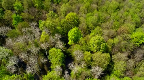 Aerial Green Tree Fly Over View Of Forest
