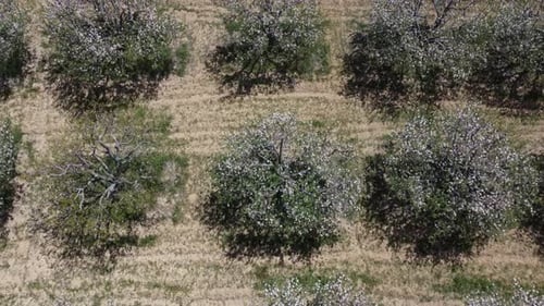 Apple Trees