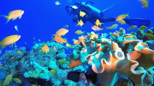 Tropical Fish Coral Reef and A Diver