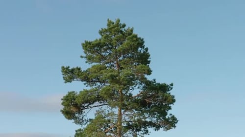 Green Tree Against Blue Sky
