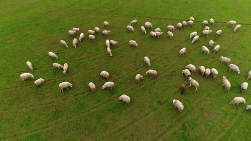 Aerial View of Sheep Grazing on Green Pasture