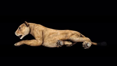 4K Lioness Sitting