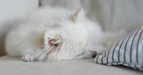 White Pomeranian Dog Sleeping Peacefully on Couch