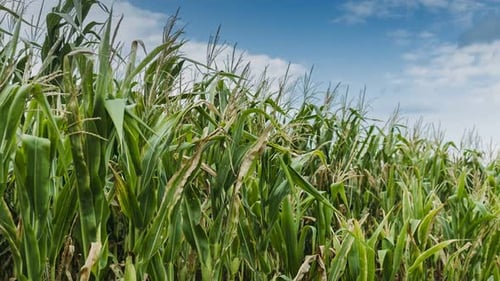 Wunderschönes Maisfeld im Sommer