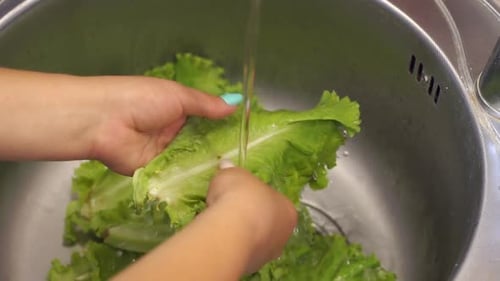 Woman Washing Fresh Lettuce in Kitchen Sink