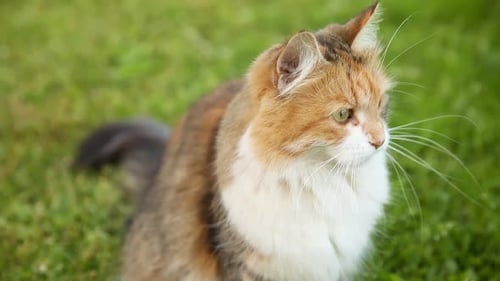 Arrogant Shorthaired Domestic Funny Tabby Cat Sneaks Through Fresh Green Grass Meadow Background