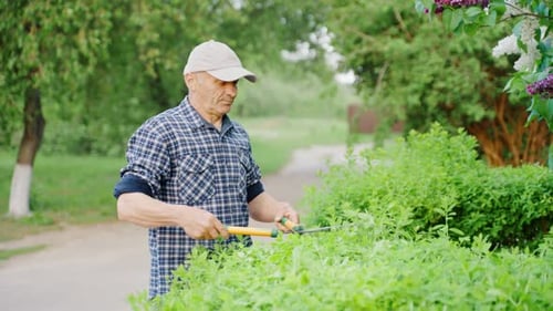 Man Trimming Hedge in Rural Garden on Sunny Day