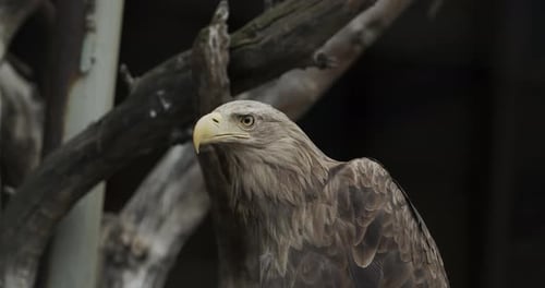 Eagle Golden Eagle Sitting On A Branch