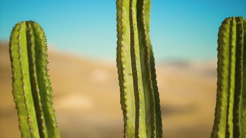 Cactus Saguaro en el desierto de Sonora en Arizona