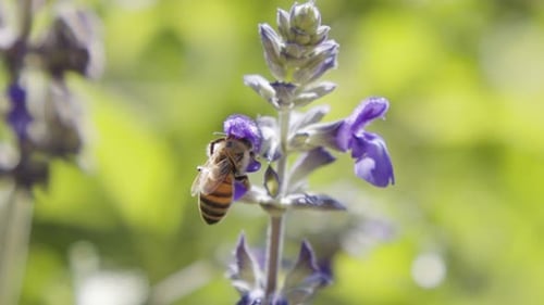 Honeybee Collecting Nectar from Purple Flower on Sunny Day