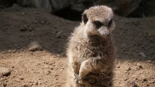 Jolly Meerkat Standing and Turning Its Head in a Zoo on a Sunny Day in Summer