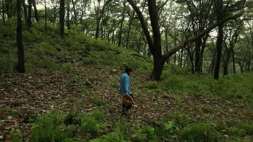 Aerial view of foggy forest and woman collecting mushrooms