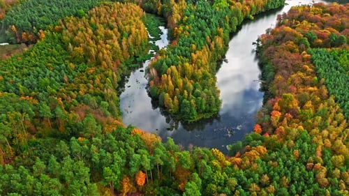 Stunning river and forest in fall. Aerial view of wildlife.