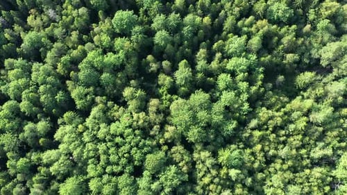 Aerial View From Drone on Summer Forest