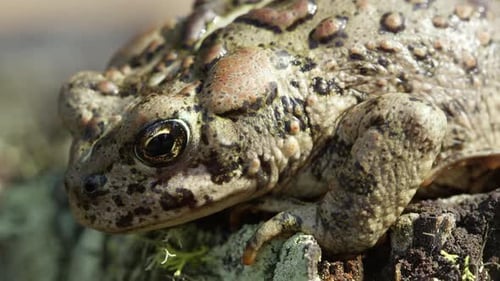 Close view of Western Toad on stump with lichens